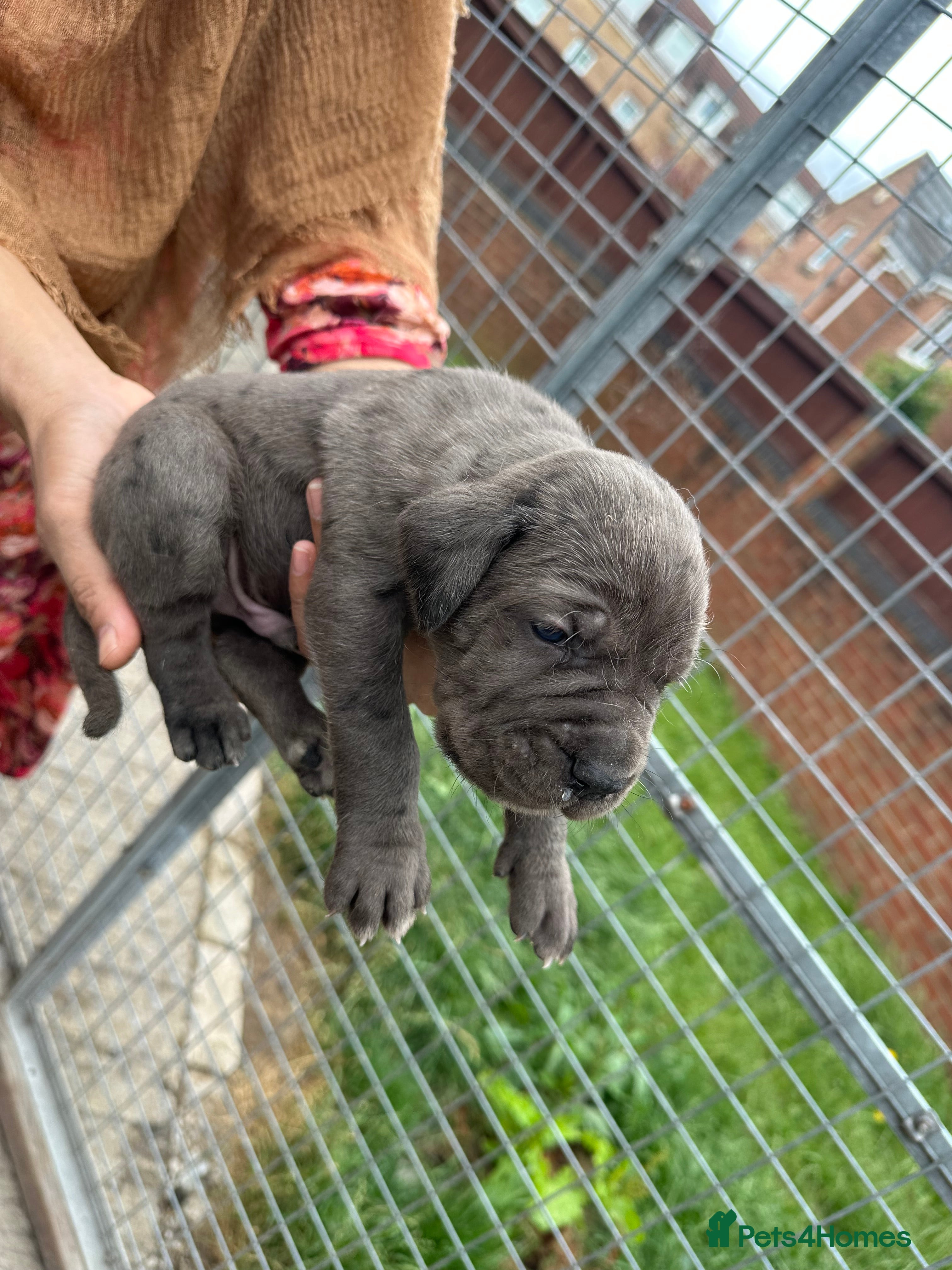 Cane Corso dogs Cane corso pups  - Advert 2