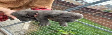 Cane Corso 7