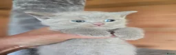 British Shorthair cats for sale: ❤️British Shorthair kittens❤️ - Advert 20