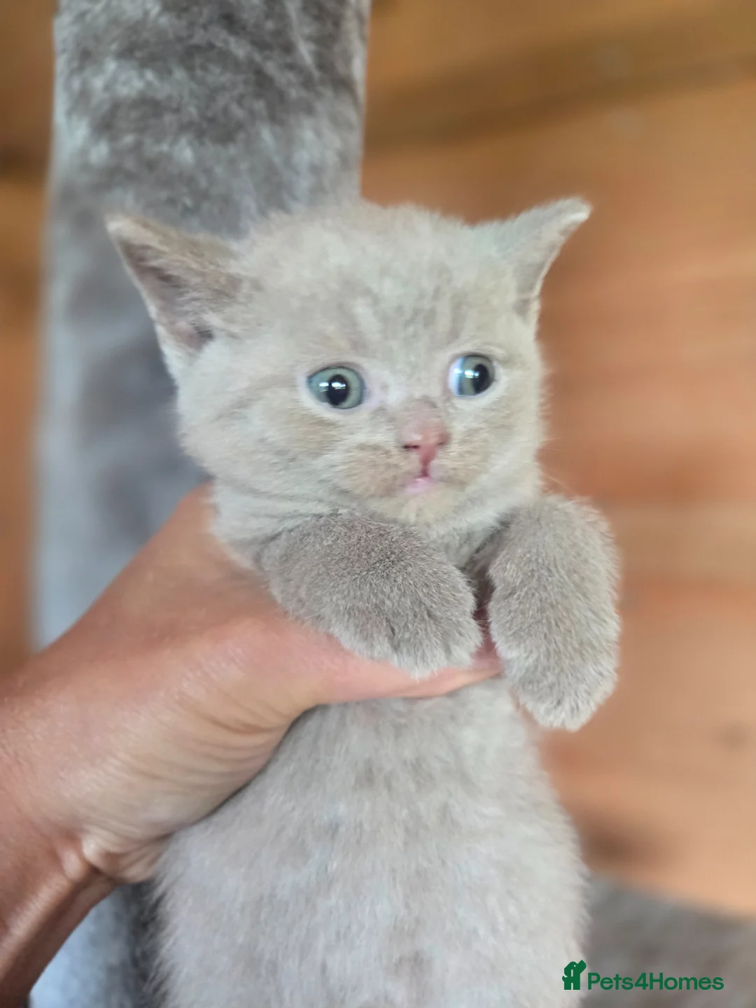 British Shorthair cats for sale: ❤️British Shorthair kittens❤️ - Advert 20