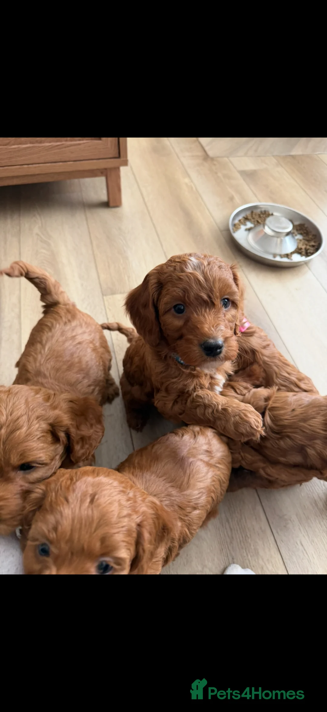 Cockapoo dogs for sale: 🌸Extensively health tested cockapoo puppy🌸 - Advert 2