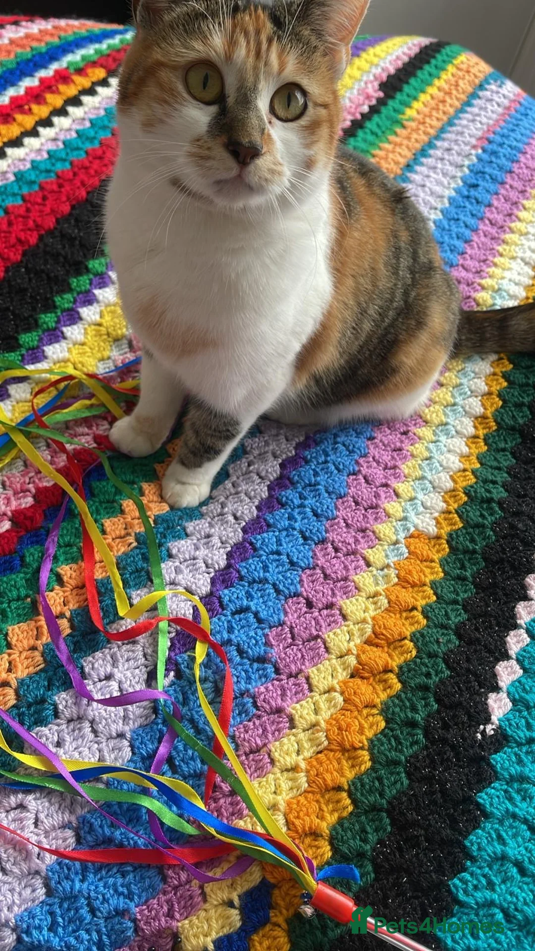 Mixed Breed cats for sale: Coniston Rd N17 0EX - Advert 2
