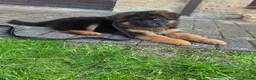 German Shepherd dogs for sale: Long hair German Shepherd puppy full health tests - Advert 5