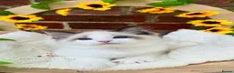 Ragdoll cats for sale: ⭐️AWARD WINNING GCCF CATTERY RAGDOLL KITTENS⭐️ - Advert 38