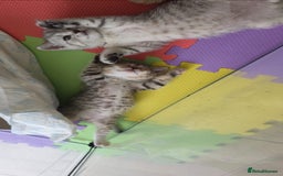British Shorthair cats for sale: BRITISH SHORTHAIR KITTENS - Image 3