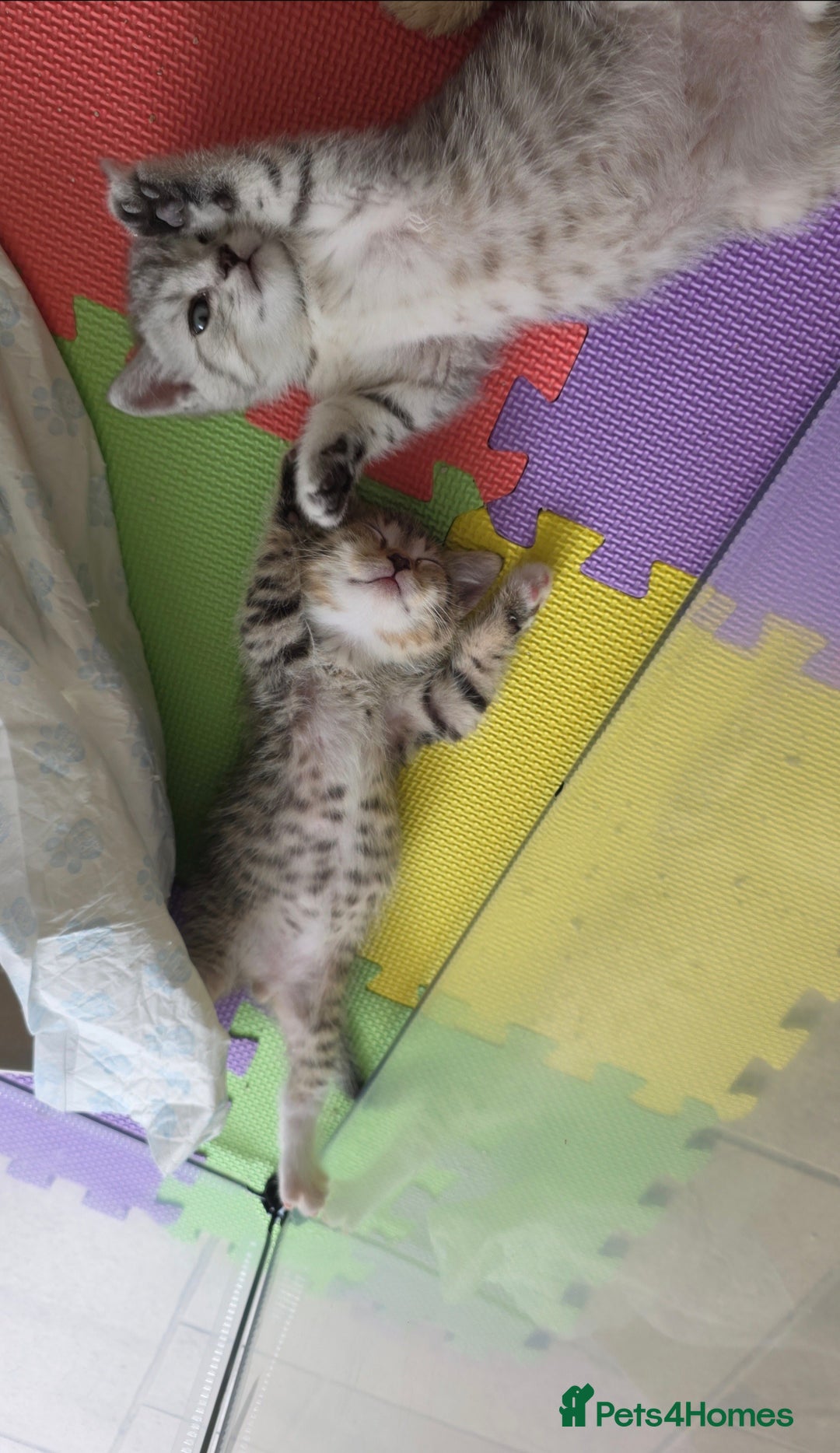 British Shorthair cats for sale: BRITISH SHORTHAIR KITTENS - Image 3