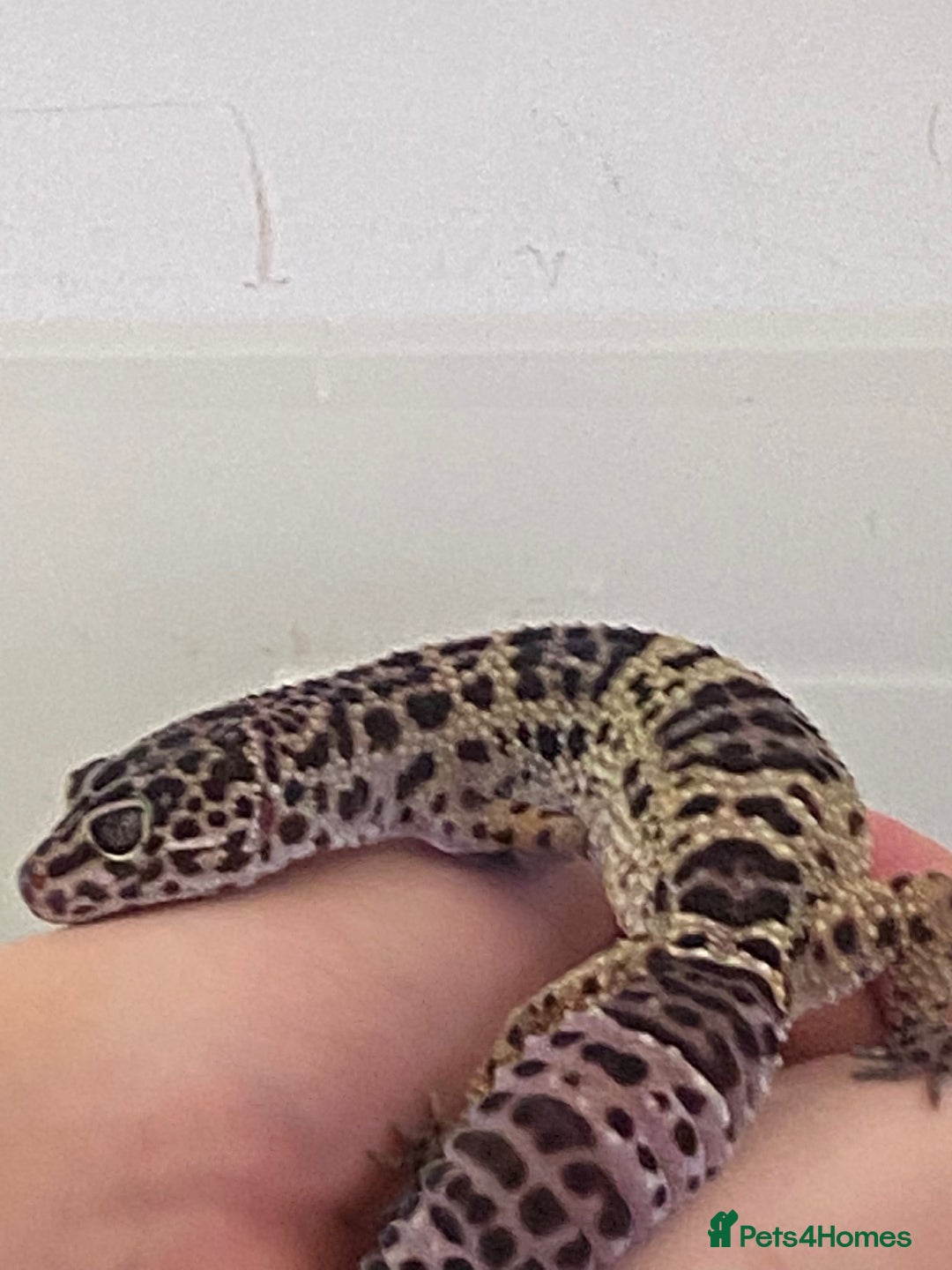 Leopard Gecko reptiles for sale: 2 year old Leo. Experienced keepers only!!  - Advert 5