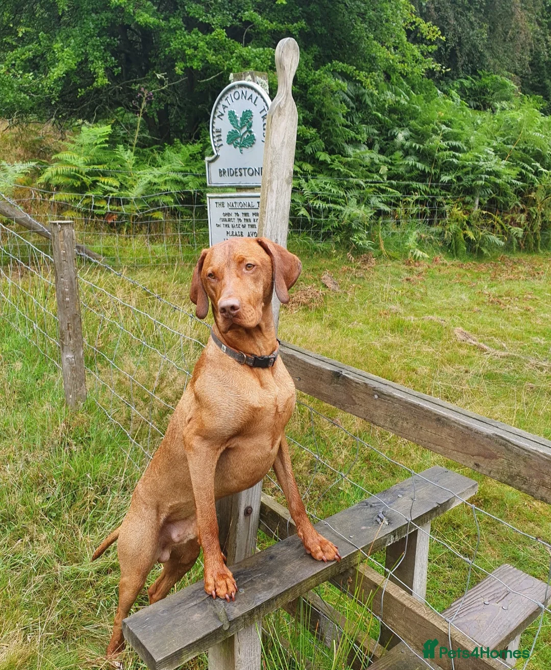 Hungarian Vizsla dogs for stud: Rummy the Vizsla- Available for Stud FREE!! in Middlesbrough - Advert 15