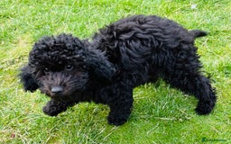 Cockapoo dogs for sale: Cockapoo Boy - Black - 4 month old - Image 5