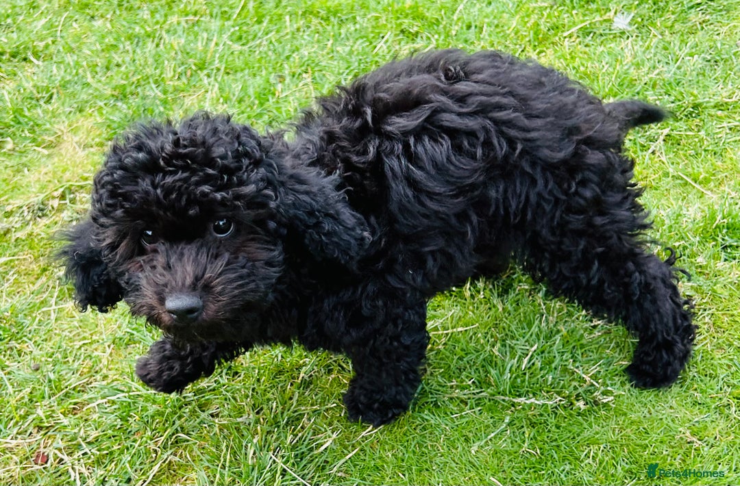 Cockapoo dogs for sale: Cockapoo Boy - Black - 4 month old - Image 5