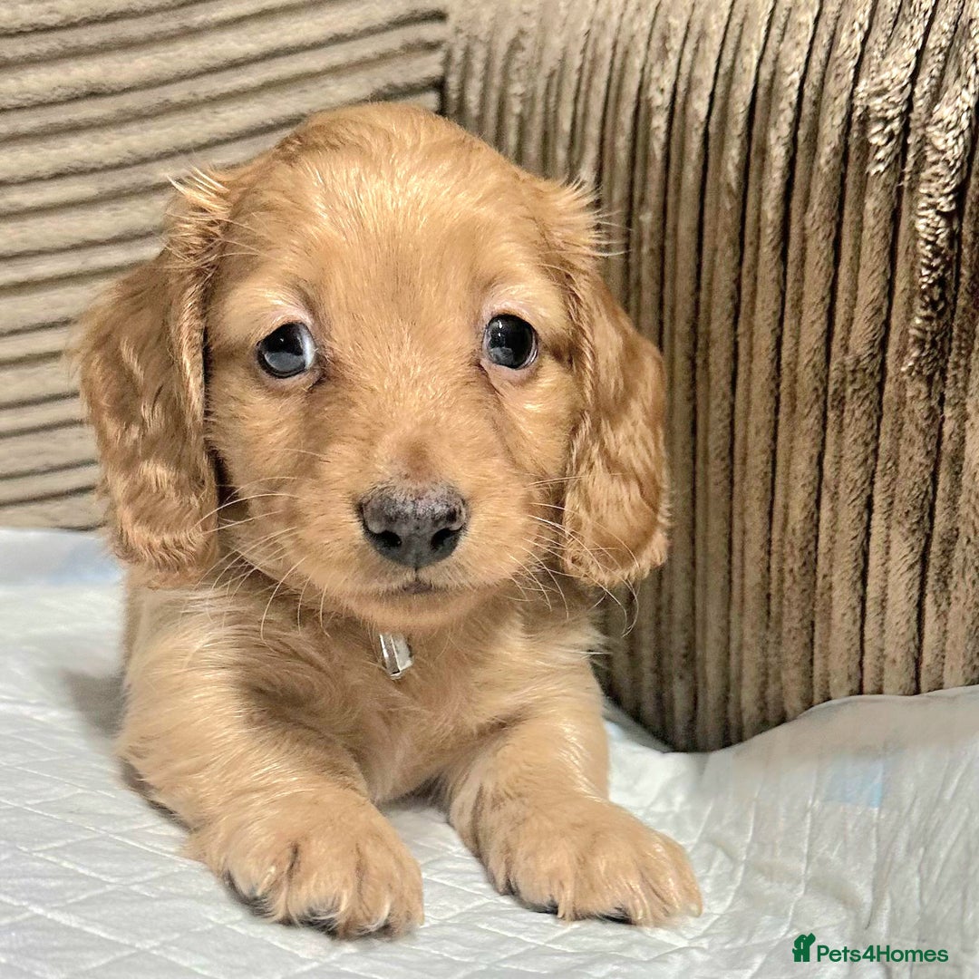 Miniature Dachshund dogs for sale: Cream Mini long hair Dachshunds - Advert 2