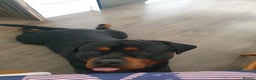 Rottweiler dogs for stud: Dexter  in Guisborough - Advert 11