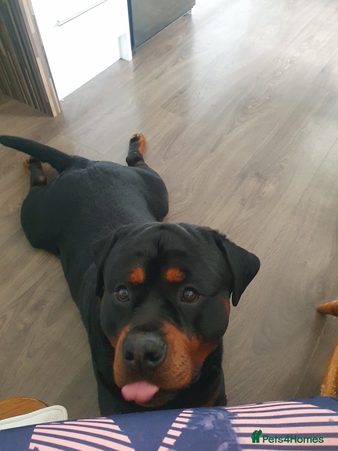 Rottweiler dogs for stud: Dexter  in Guisborough - Advert 11