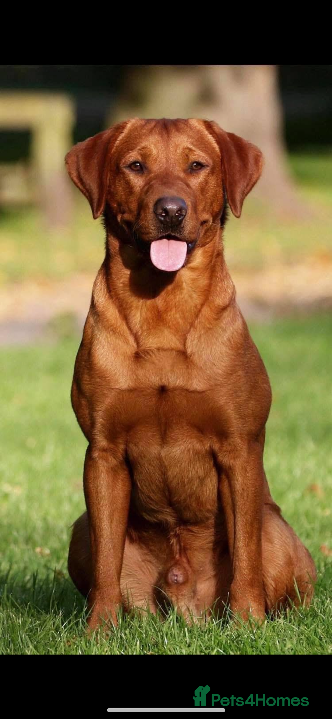 Labrador Retriever dogs for sale: Beautiful KC Fox Red Labrador Puppies - Image 18