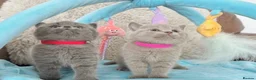 British Shorthair cats for sale: Stunning British Short Hair Kittens  - Advert 1