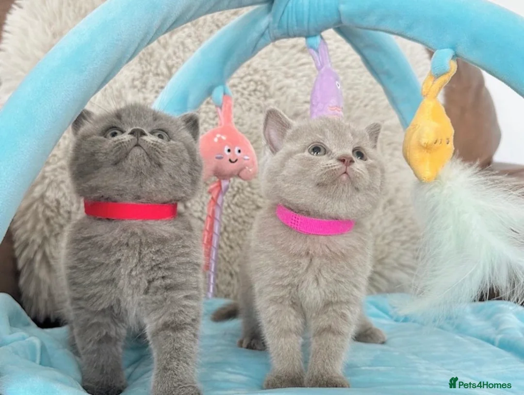 British Shorthair cats for sale: Stunning British Short Hair Kittens  - Advert 1