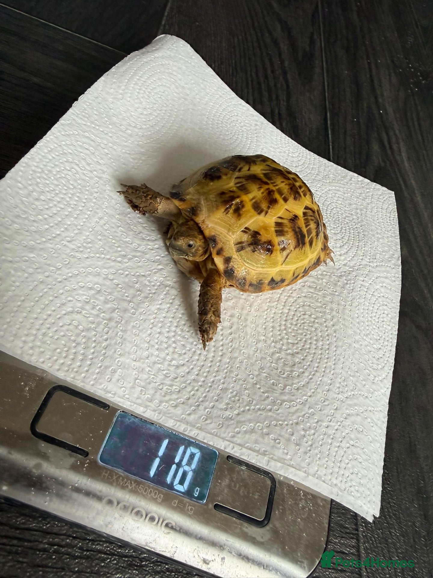 Tortoise reptiles Horsefield tortoise  - Advert 16