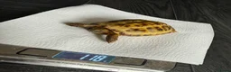 Tortoise reptiles for sale: Horsefield tortoise  - Advert 1