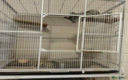 Chinchilla rodents for sale: 2 year old male chinchilla  - Image 3