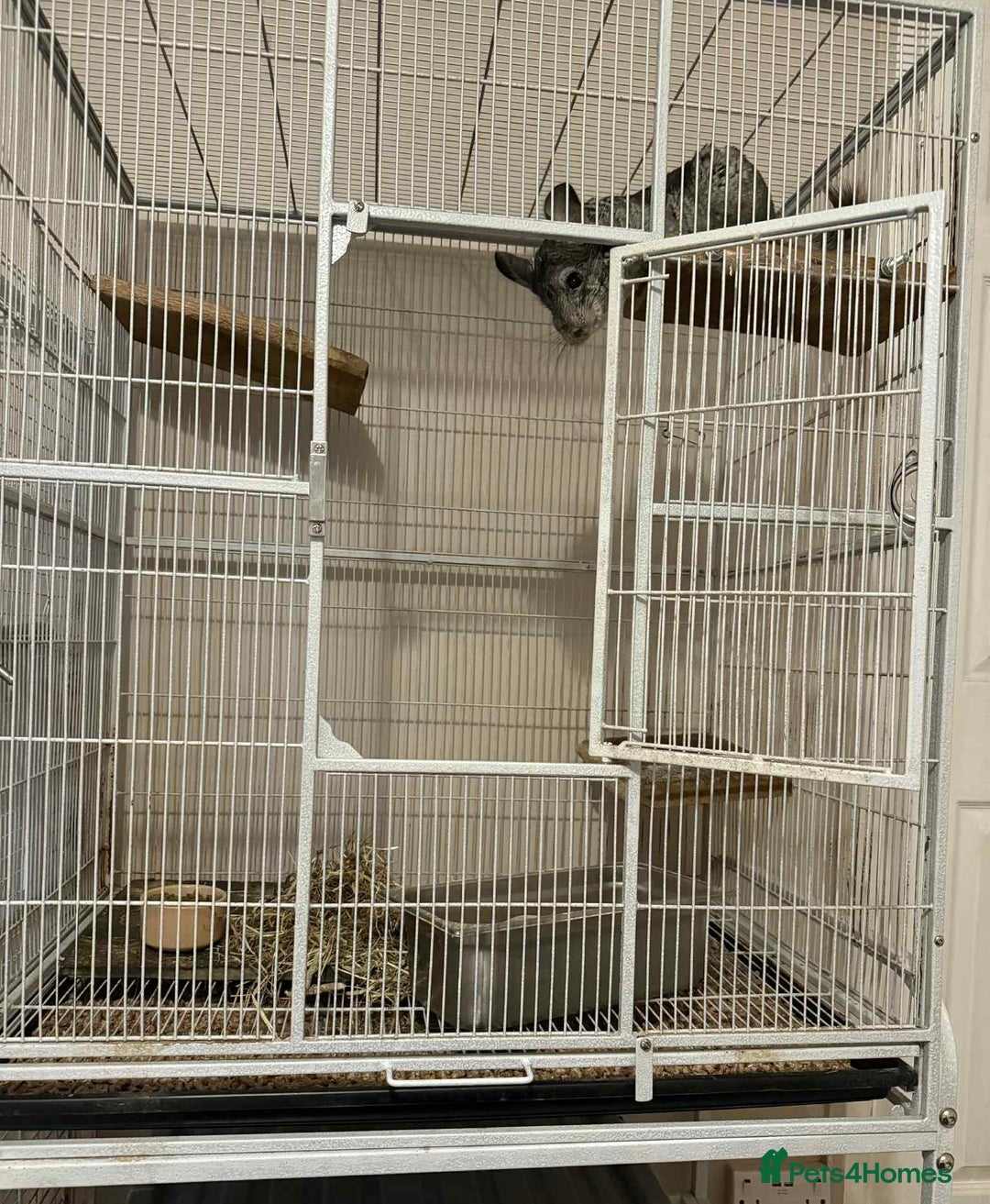 Chinchilla rodents for sale: 2 year old male chinchilla  - Image 3