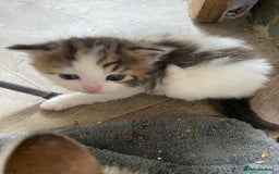 RagaMuffin cats for sale: Beautiful ragdoll x kittens 1 LEFT READY NOW - Image 18