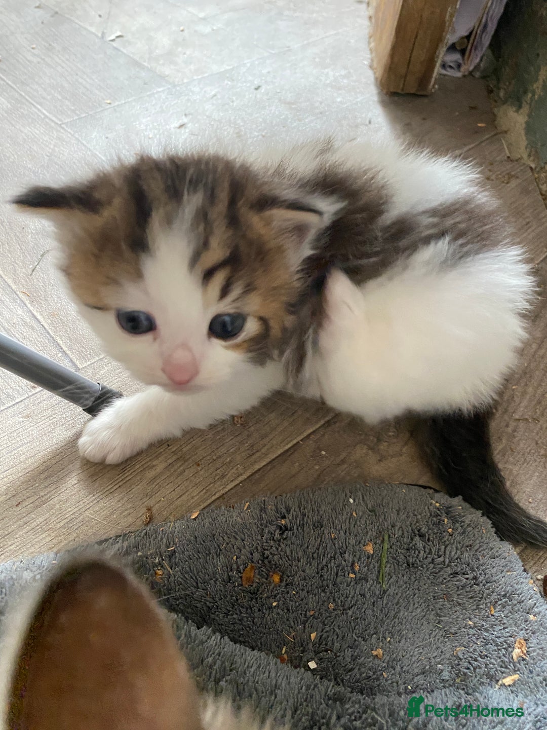 RagaMuffin cats for sale: Beautiful ragdoll x kittens 1 LEFT READY NOW - Image 18