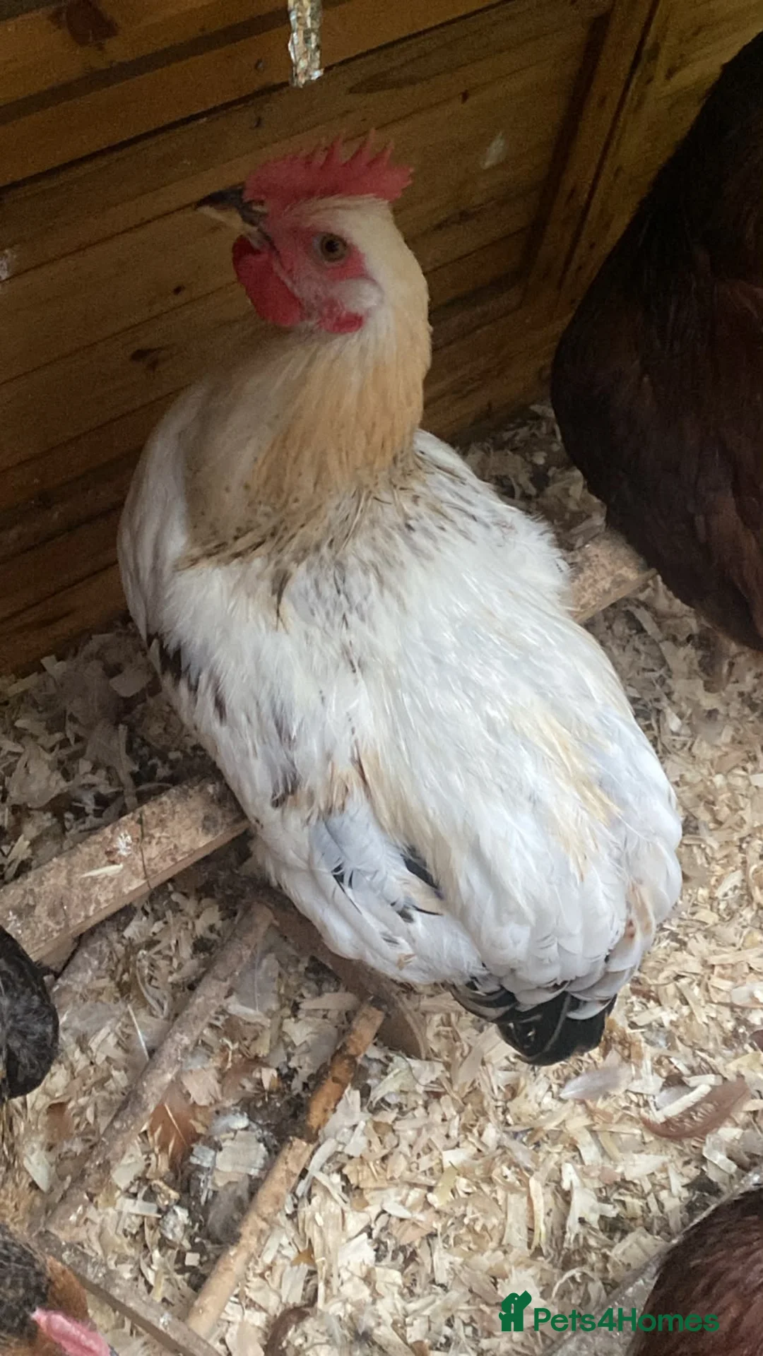 Chickens poultry for sale: Beautiful friendly cockerel/rooster  in Stoke-on-Trent - Advert 1