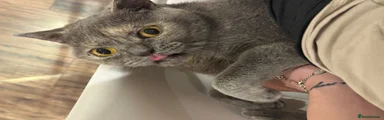 British Shorthair 1