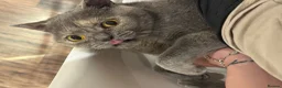 British Shorthair cats for sale: Purebred British Shorthair – Fully Vaccinated - Advert 6