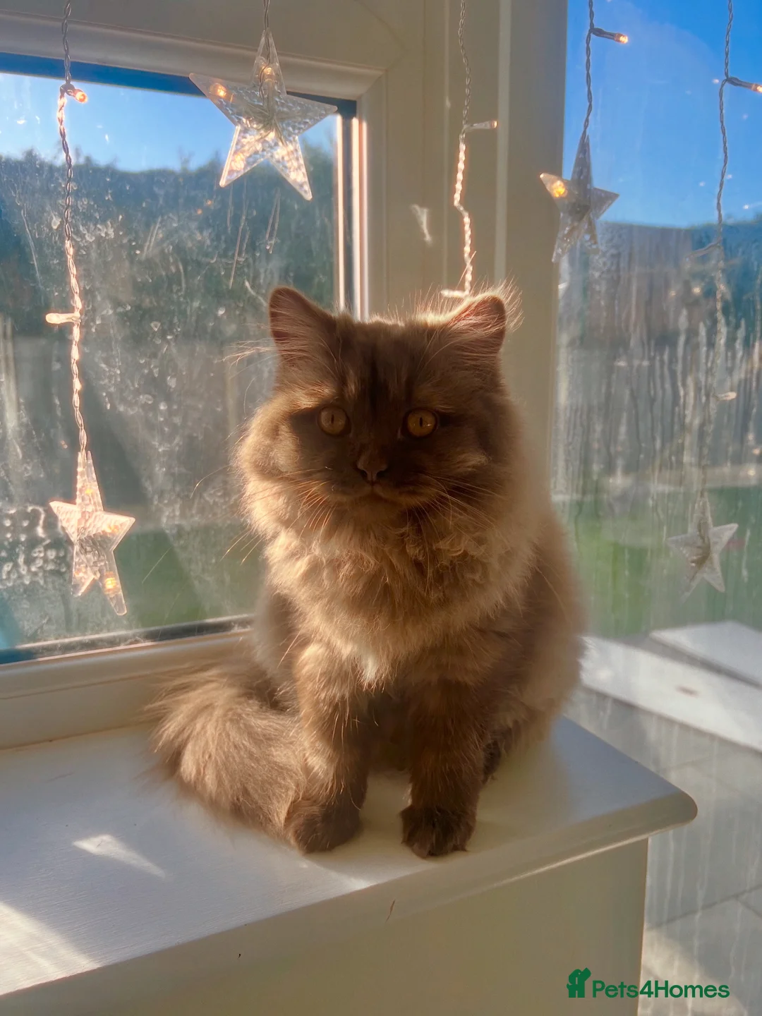 British Longhair cats for sale: Cinnamon British long hair female  - Advert 2
