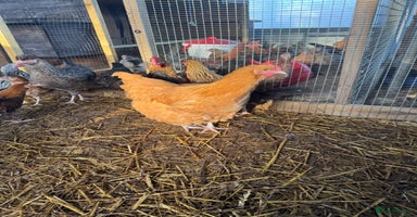 Chickens poultry - Advert 5