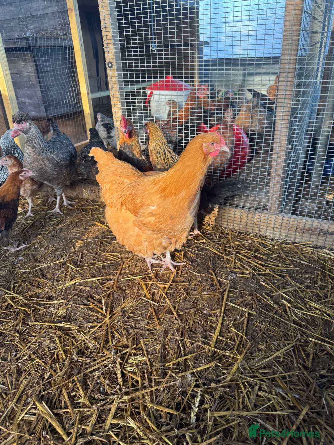 Chickens poultry for sale: Buff Orpington Trio - Advert 2