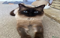 Ragdoll cats for sale: Beautiful 14 Month Old Ragdoll Boy  - Image 2
