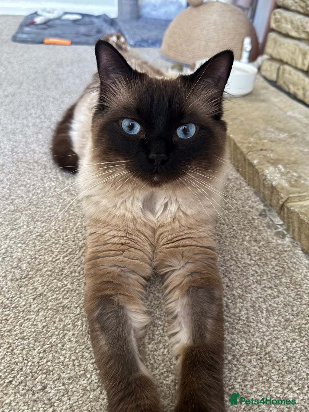 Ragdoll cats for sale: Beautiful 14 Month Old Ragdoll Boy  - Image 2