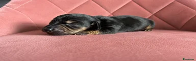 Miniature Dachshund Puppy 1