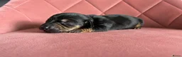 Miniature Dachshund dogs for sale: ✨ Adorable Litter of Miniature Daschund Puppies - Advert 3