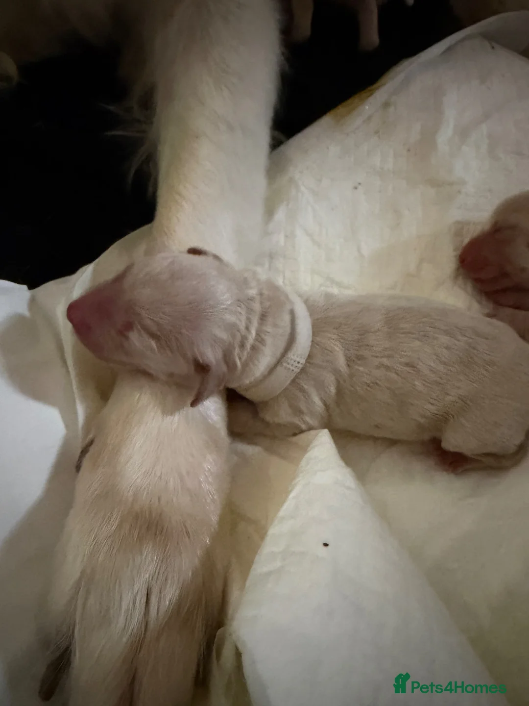 Golden Retriever dogs for sale: Hallie’s beautiful golden retriever pups  - Advert 6