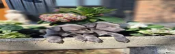 Whippet dogs for sale: Whippet Puppies - Advert 3