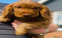 Cocker Spaniel dogs for sale: 1 Simply gorgeous Male Cocker Spaniel left 🐶⭐️🐶 - Image 3