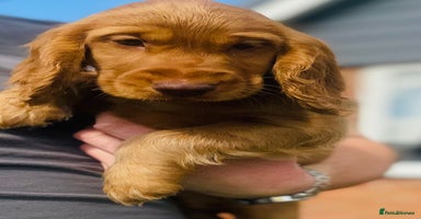 Cocker Spaniel dogs - Advert 9