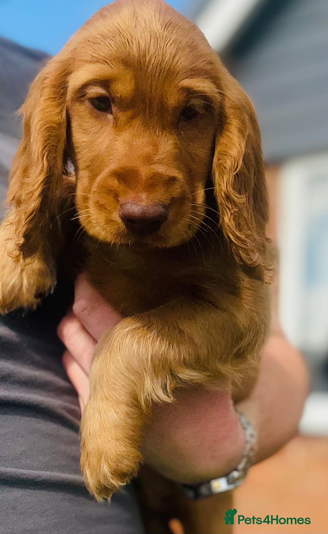 Cocker Spaniel dogs for sale: 1 Simply gorgeous Male Cocker Spaniel left 🐶⭐️🐶 - Image 3