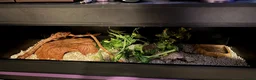 Corn Snake reptiles for sale: Corn snake for sale  in Bury Saint Edmunds - Advert 3
