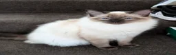 Ragdoll cats for sale: Beautiful Seal Point Ragdoll Boy - Advert 10