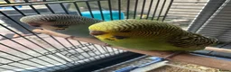Budgerigars birds for sale: Lovely baby budgies in Dagenham  - Advert 5