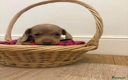 Miniature Dachshund dogs for sale: Minature dachshund pups  - Image 1