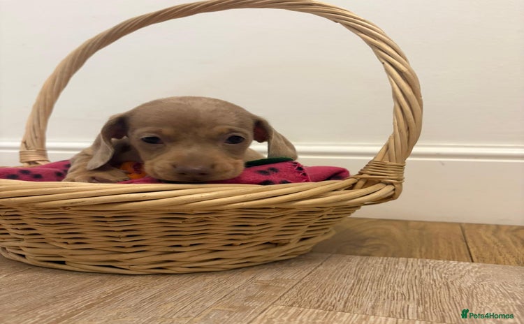 Miniature Dachshund dogs - Advert 4