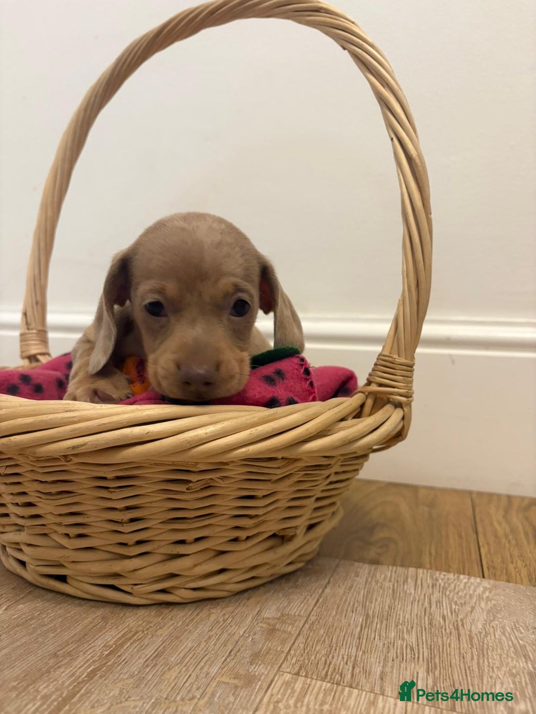 Miniature Dachshund dogs for sale: Minature dachshund pups  - Image 1