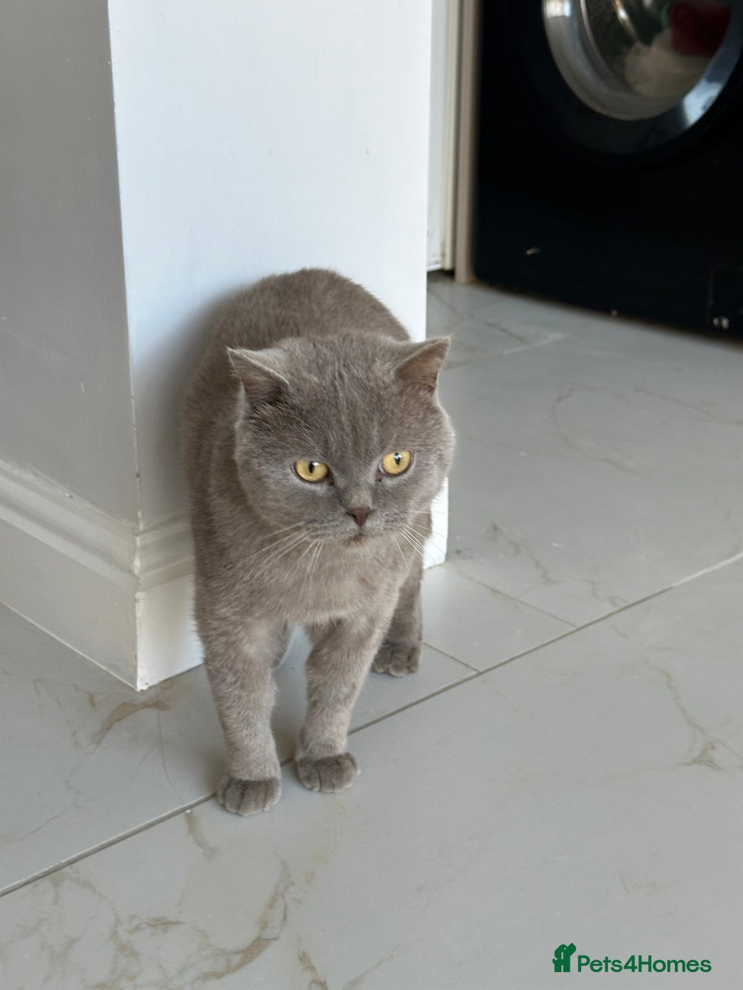 British Shorthair cats for sale: 3 year old british short hair, male - Advert 4