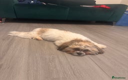 Zuchon dogs for sale: Bichon Frise ** hih Tzu girl, born on 8th Nov 2024 - Image 5