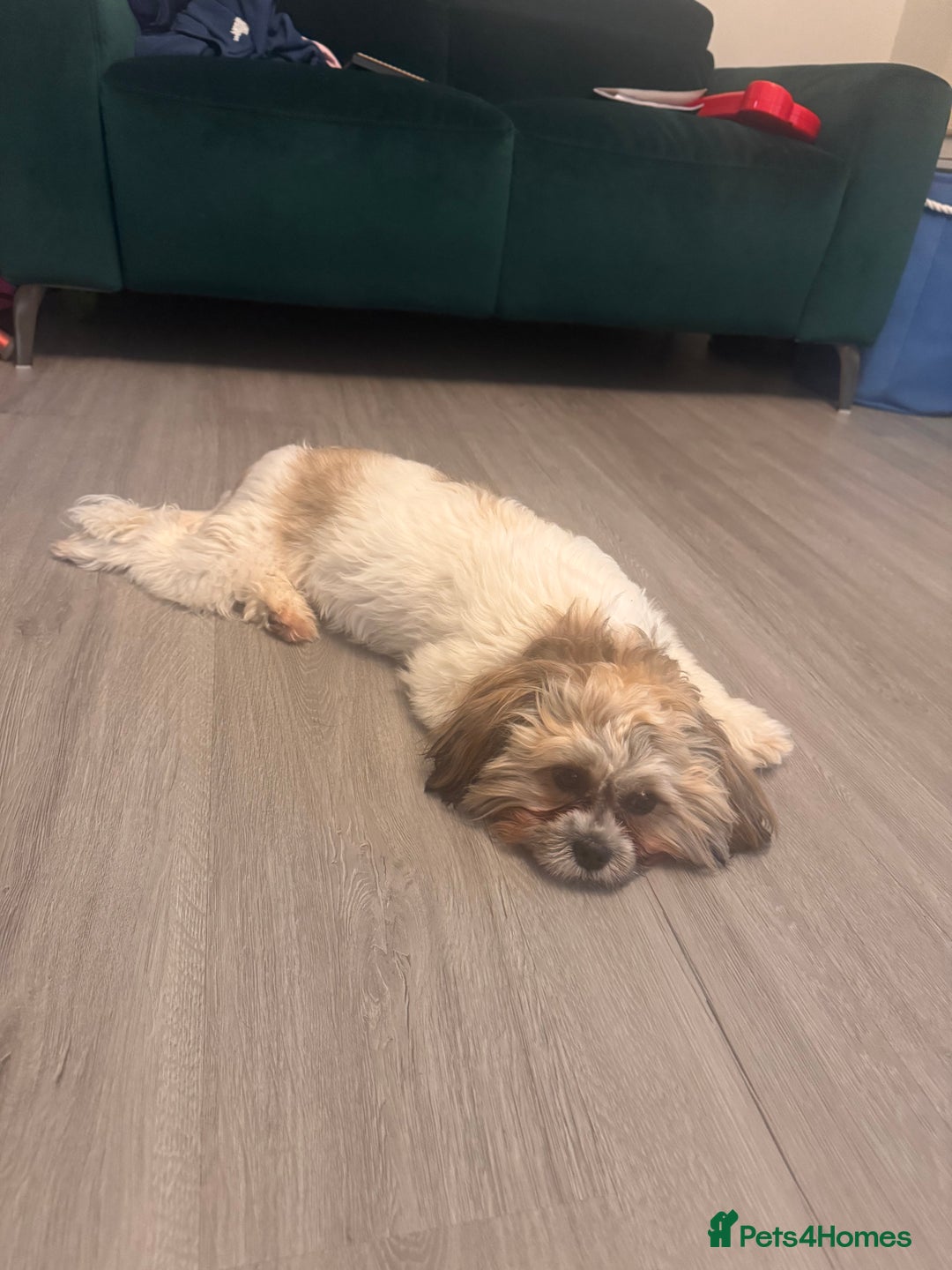 Zuchon dogs for sale: Bichon Frise ** hih Tzu girl, born on 8th Nov 2024 - Image 5